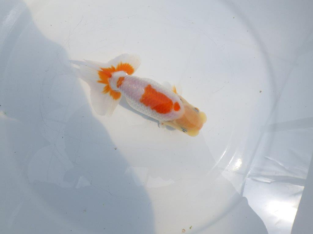 【全国大会東大関獲得ブリーダー 】上からのご鑑賞がお勧め当歳らんちゅう約13㎝の上身