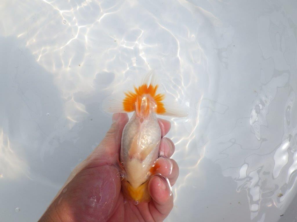 【全国大会東大関獲得ブリーダー 】上からのご鑑賞がお勧め当歳らんちゅう約13㎝