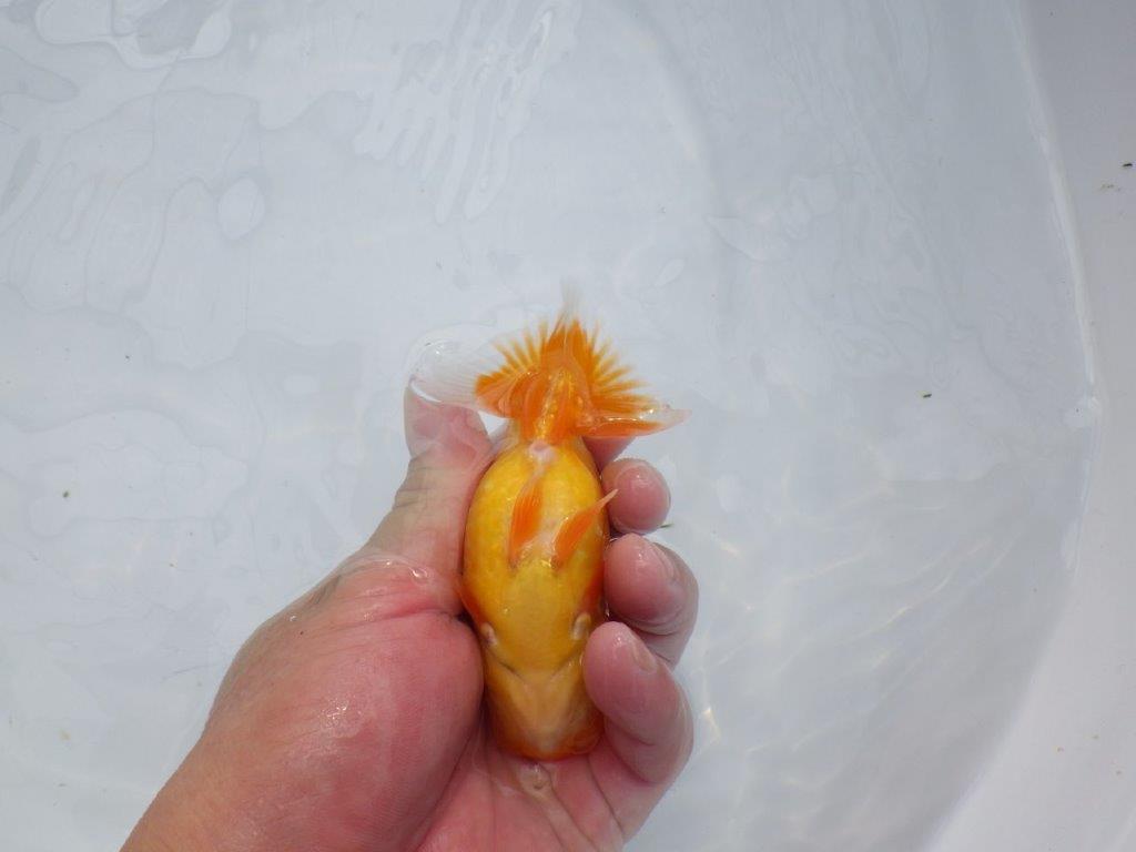 【愛知超優良系統 】ご鑑賞お勧め!当歳らんちゅう約12㎝