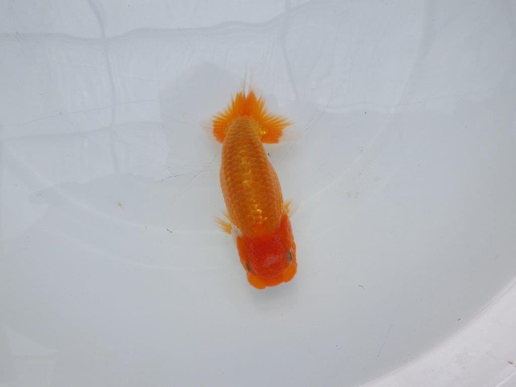 【愛知超優良系統 】背、腰が綺麗、両面更紗!当歳らんちゅう約13㎝