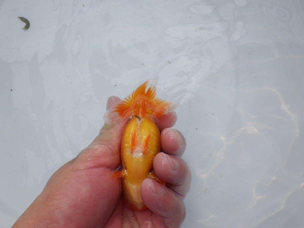 【愛知超優良系統 】飼い込みお勧め!今後に期待の当歳らんちゅう約11㎝