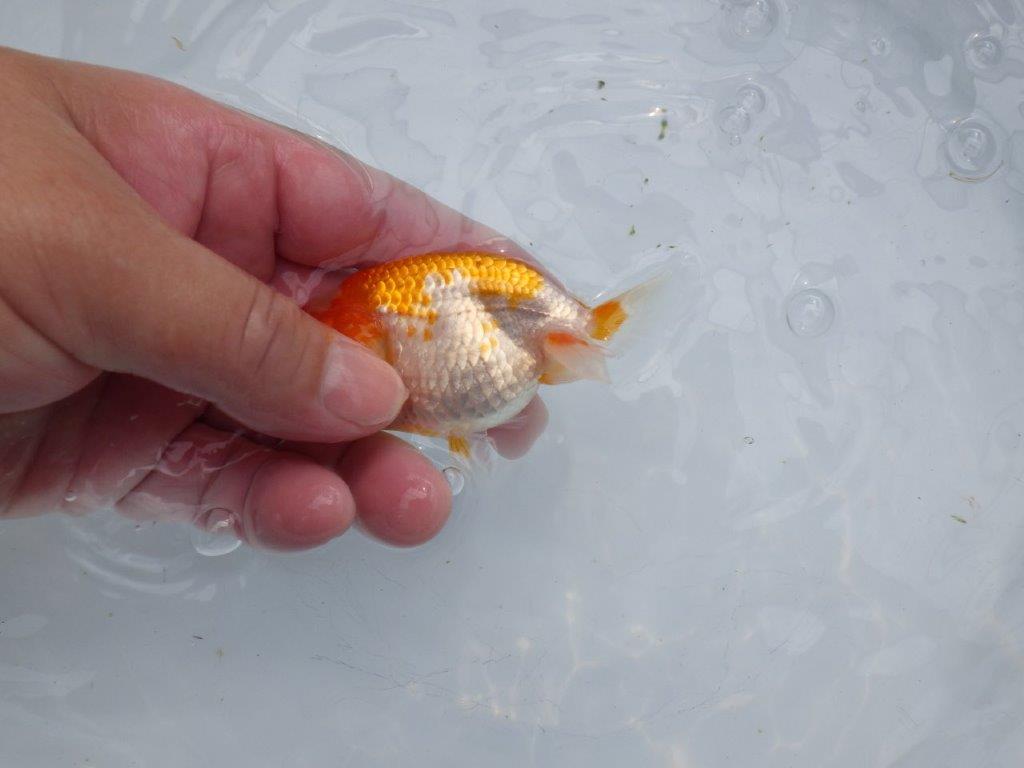 【愛知超優良系統 】両面綺麗で横見がお勧めできる当歳らんちゅう約9㎝