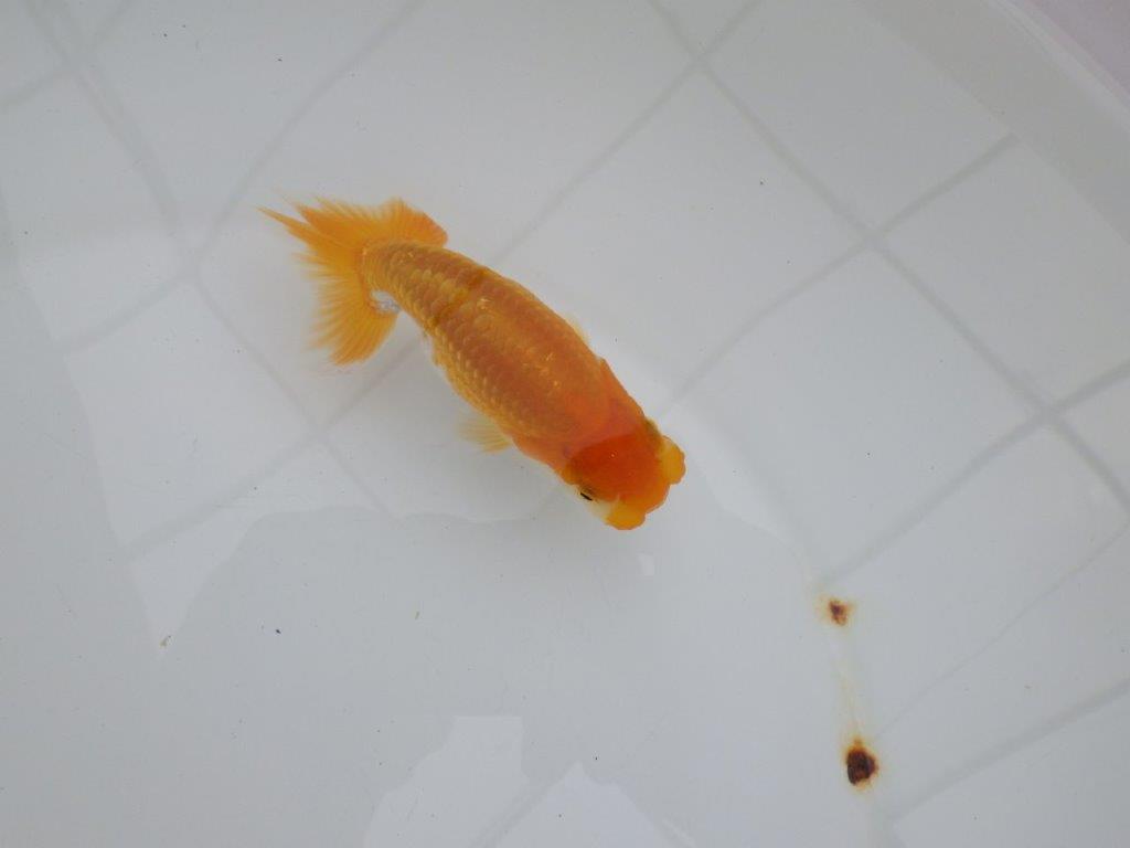 【 鉄板！！】研究会など目的に合わせて飼育！更紗らんちゅう　東大関系統　約11㎝　期間限定販売の上身