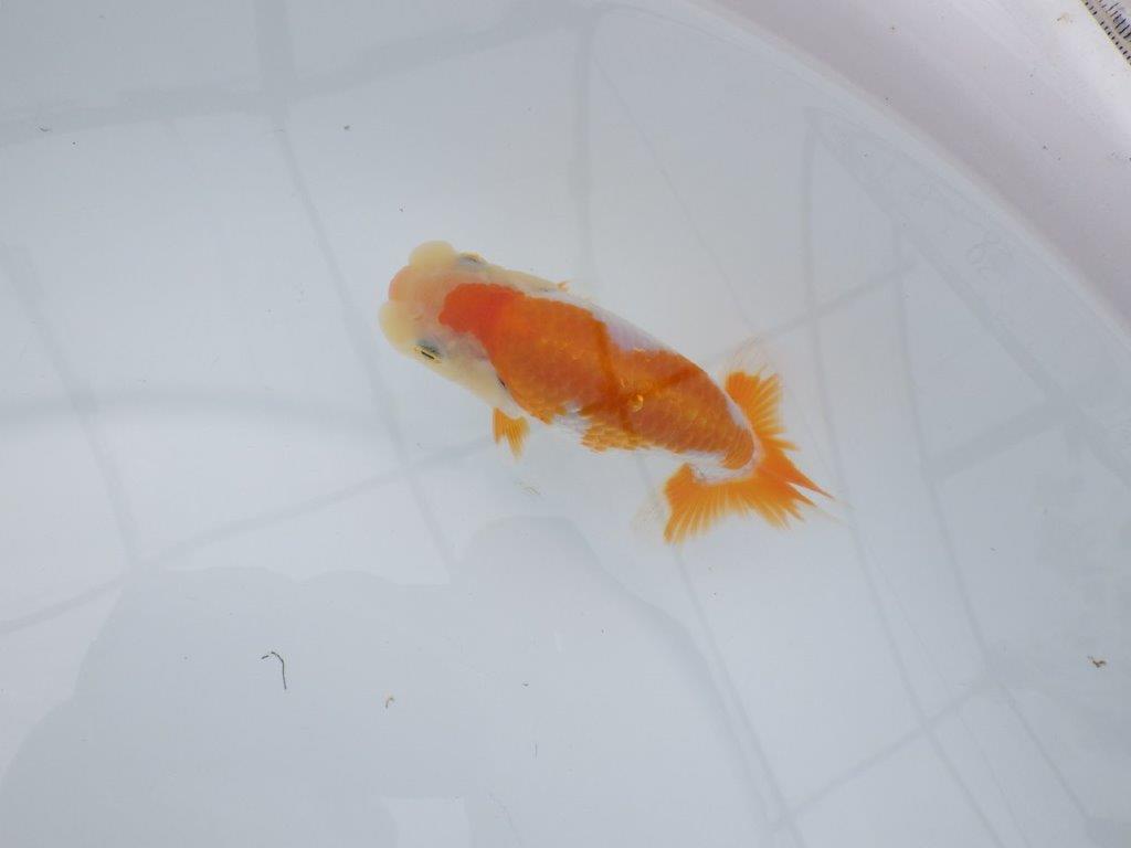 【 鉄板！！】これからの仕上がりに大きな期待！更紗らんちゅう　東大関系統　約12㎝　期間限定販売の上身