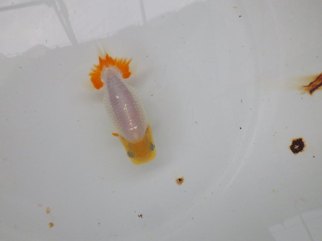 【逸品当歳らんちゅう】白地に尾のヒバンが映えるらんちゅう　約11ｃｍ前後の上身