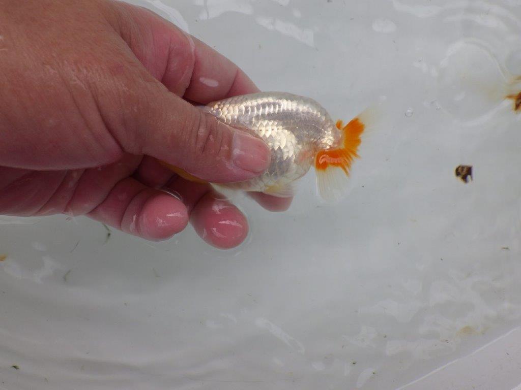 【逸品当歳らんちゅう】白地に尾のヒバンが映えるらんちゅう　約11ｃｍ前後