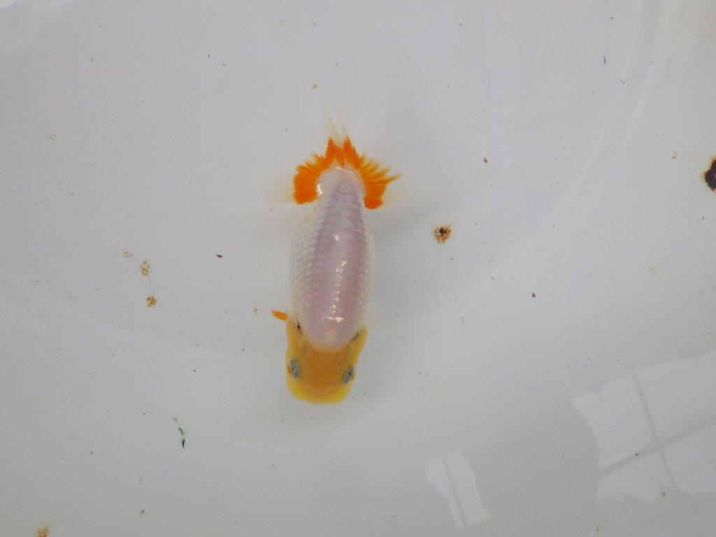 【逸品当歳らんちゅう】白地に尾のヒバンが映えるらんちゅう　約11ｃｍ前後