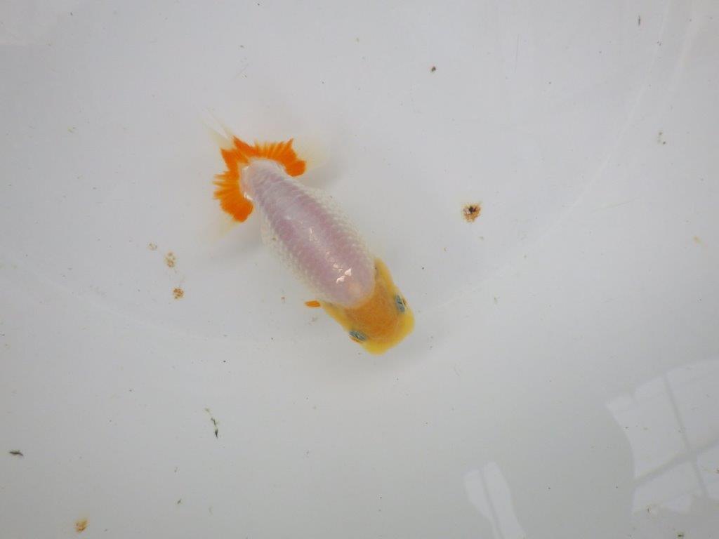 【逸品当歳らんちゅう】白地に尾のヒバンが映えるらんちゅう　約11ｃｍ前後