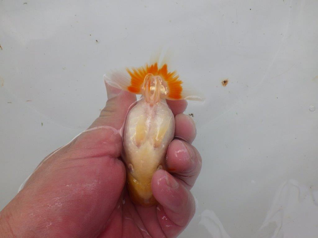 【逸品当歳らんちゅう】白地に尾のヒバンが映えるらんちゅう　約11ｃｍ前後