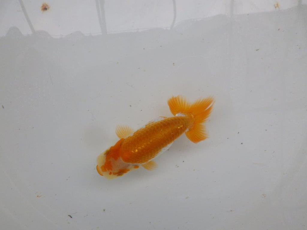 【逸品当歳らんちゅう】今後の成長に期待の更紗らんちゅう　約12ｃｍ前後