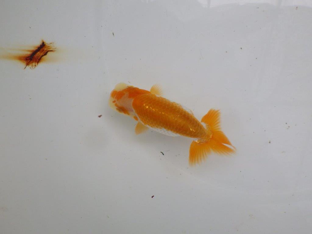 【逸品当歳らんちゅう】今後の成長に期待の更紗らんちゅう　約12ｃｍ前後
