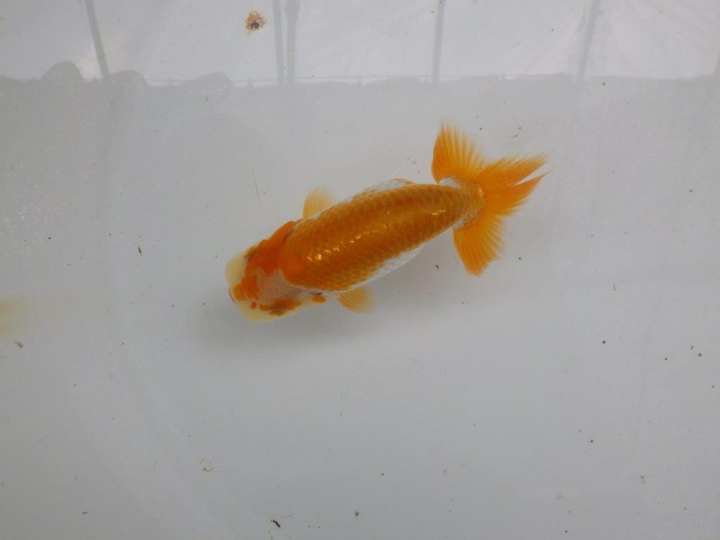 【逸品当歳らんちゅう】今後の成長に期待の更紗らんちゅう　約12ｃｍ前後