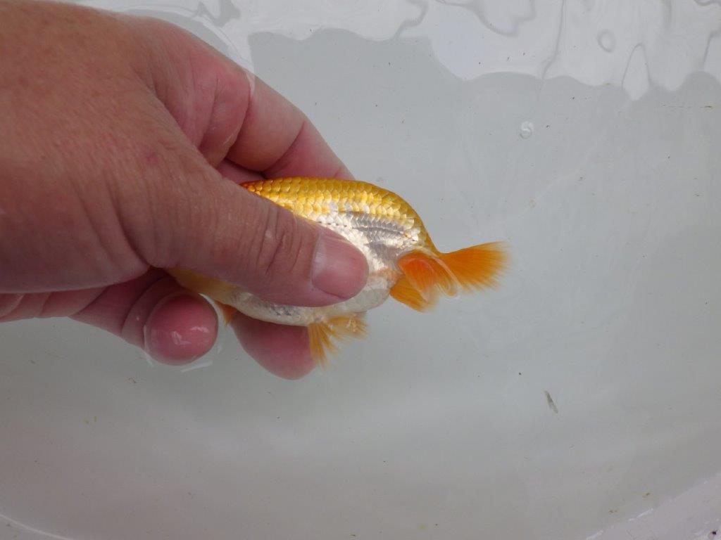 【逸品当歳らんちゅう】今後の成長に期待の更紗らんちゅう　約12ｃｍ前後