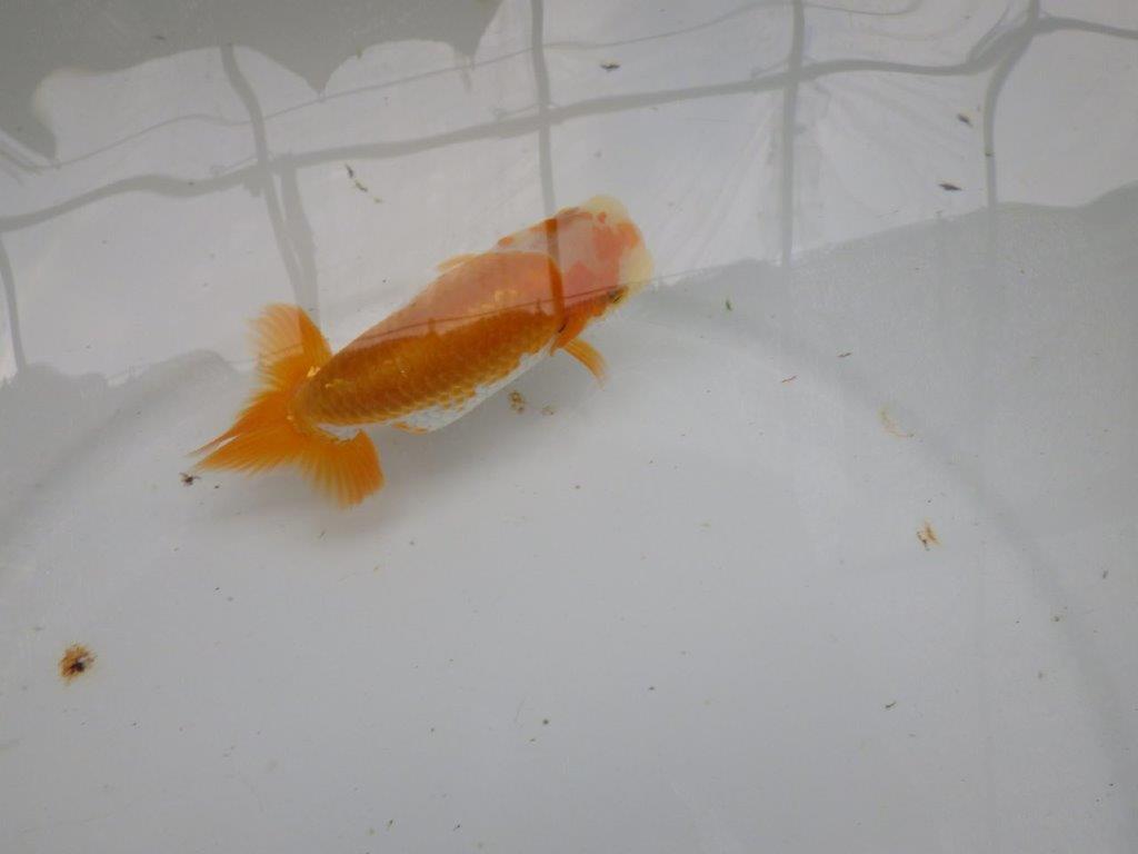 【逸品当歳らんちゅう】今後の成長に期待の更紗らんちゅう　約12ｃｍ前後