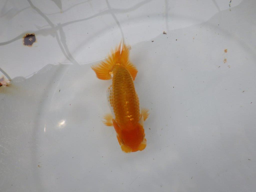 【逸品当歳らんちゅう】飼い込みお勧め上物の更紗らんちゅう　約12,5ｃｍ前後の上身