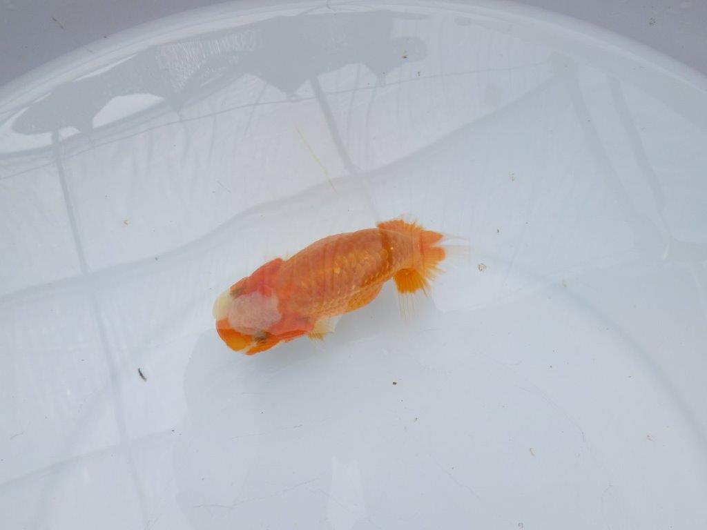 【愛知超優良系統 】背が綺麗で横見もお勧めできる当歳らんちゅう約11㎝