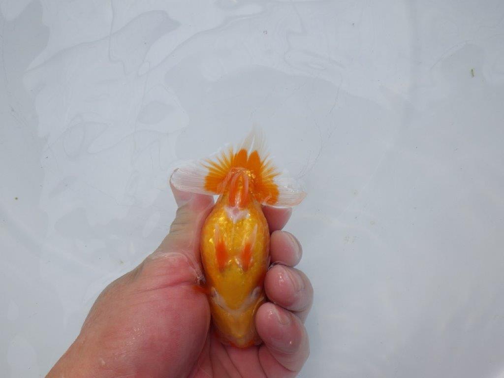 【愛知超優良系統 】背が綺麗で横見もお勧めできる当歳らんちゅう約11㎝