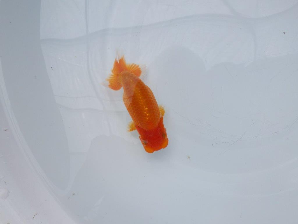 【愛知超優良系統 】飼い込みお勧め!当歳らんちゅう約12,5㎝