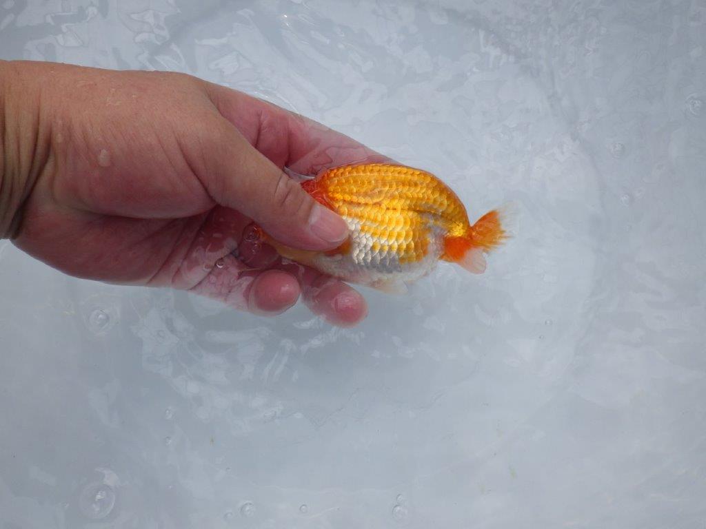 【愛知超優良系統 】飼い込みお勧め!当歳らんちゅう約12,5㎝