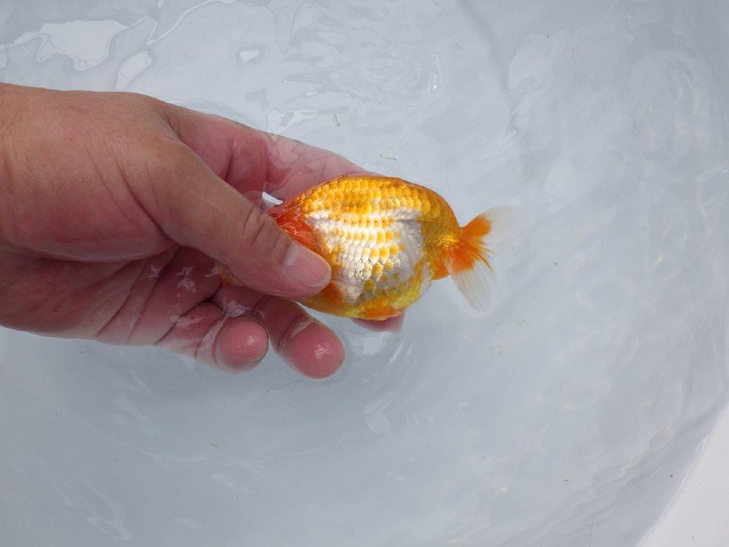 【愛知超優良系統 】雰囲気がとても良い当歳らんちゅう約12,5㎝