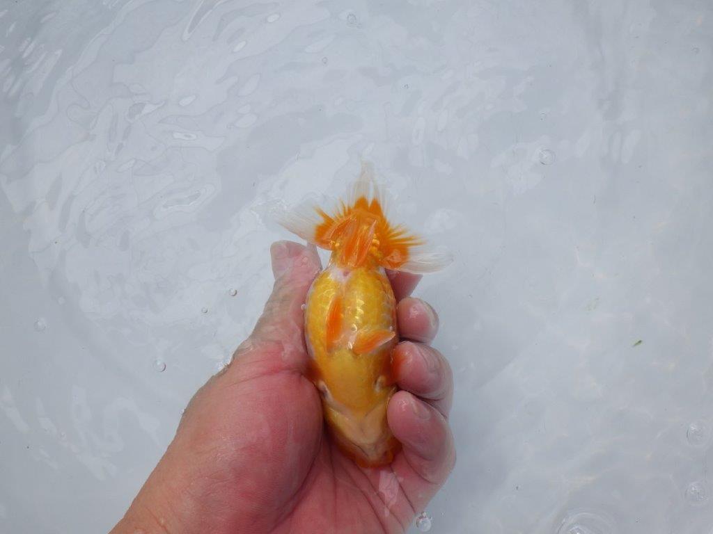 【愛知超優良系統 】雰囲気がとても良い当歳らんちゅう約12,5㎝