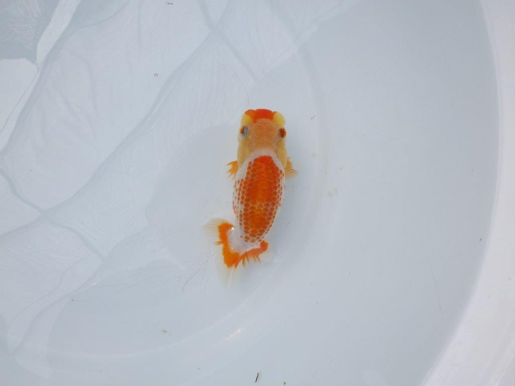 【愛知超優良系統 】非常に綺麗なカナコ系更紗!当歳らんちゅう約12,5㎝