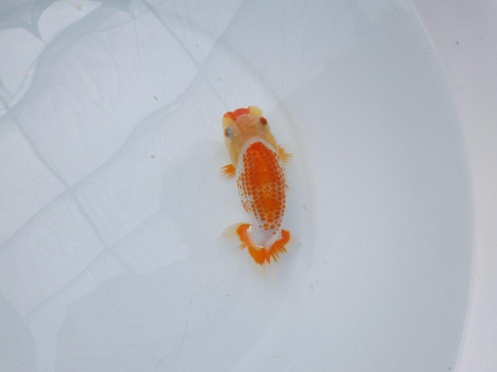 【愛知超優良系統 】非常に綺麗なカナコ系更紗!当歳らんちゅう約12,5㎝