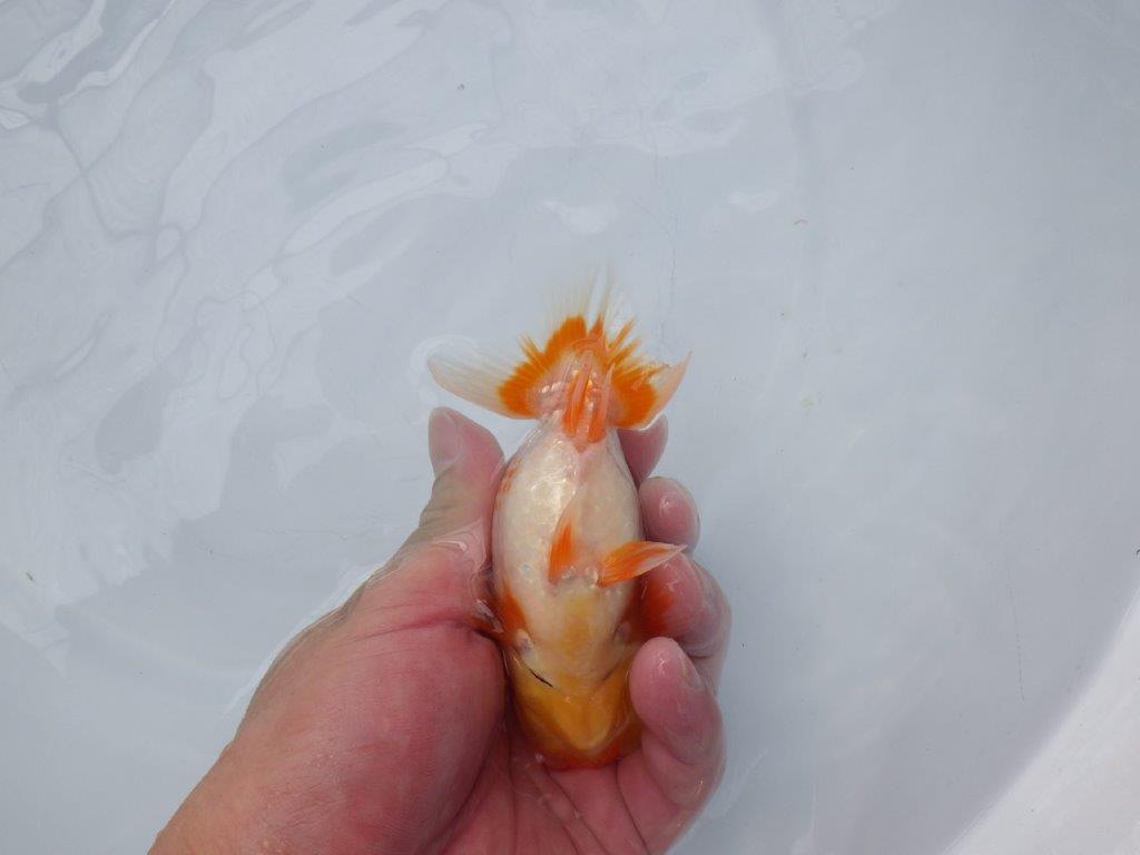 【愛知超優良系統 】非常に綺麗なカナコ系更紗!当歳らんちゅう約12,5㎝