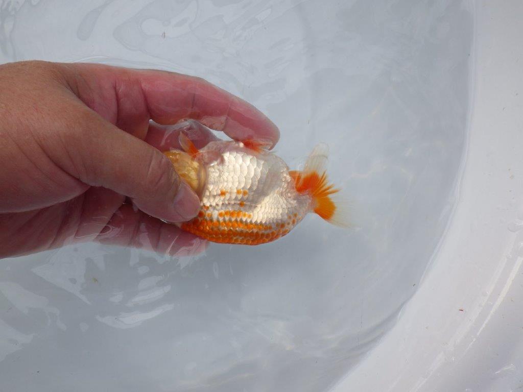 【愛知超優良系統 】非常に綺麗なカナコ系更紗!当歳らんちゅう約12,5㎝