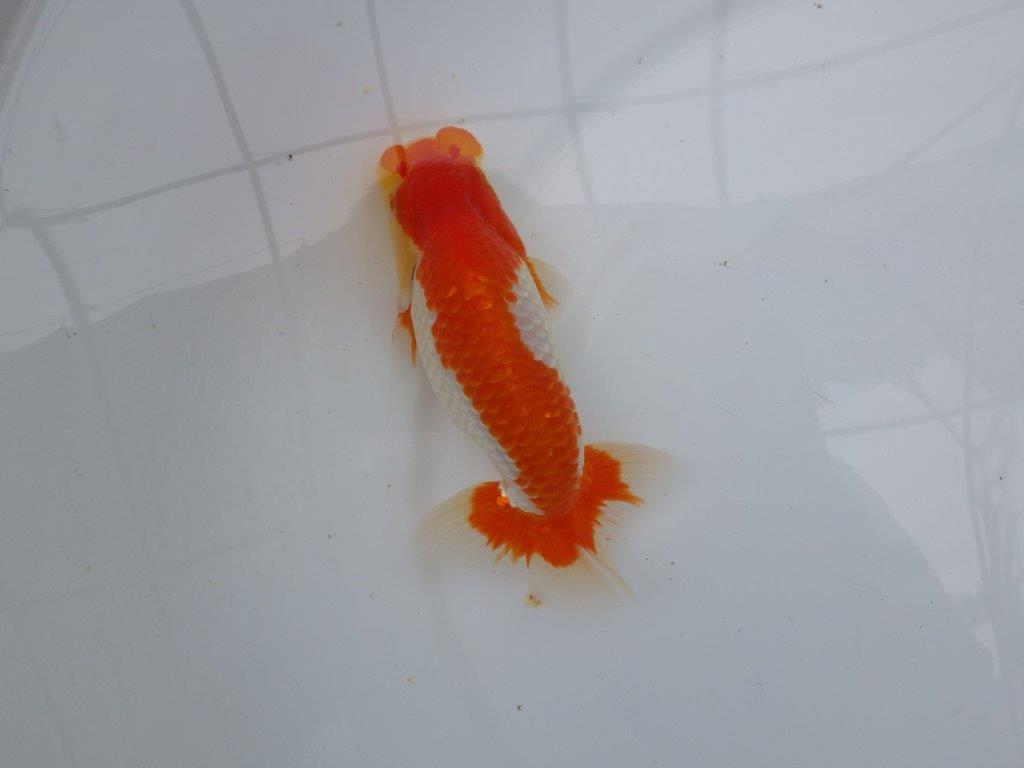 【愛知M 様作当歳らんちゅう 】飼い込みお勧めの逸品更紗らんちゅう　約14,5㎝の上身