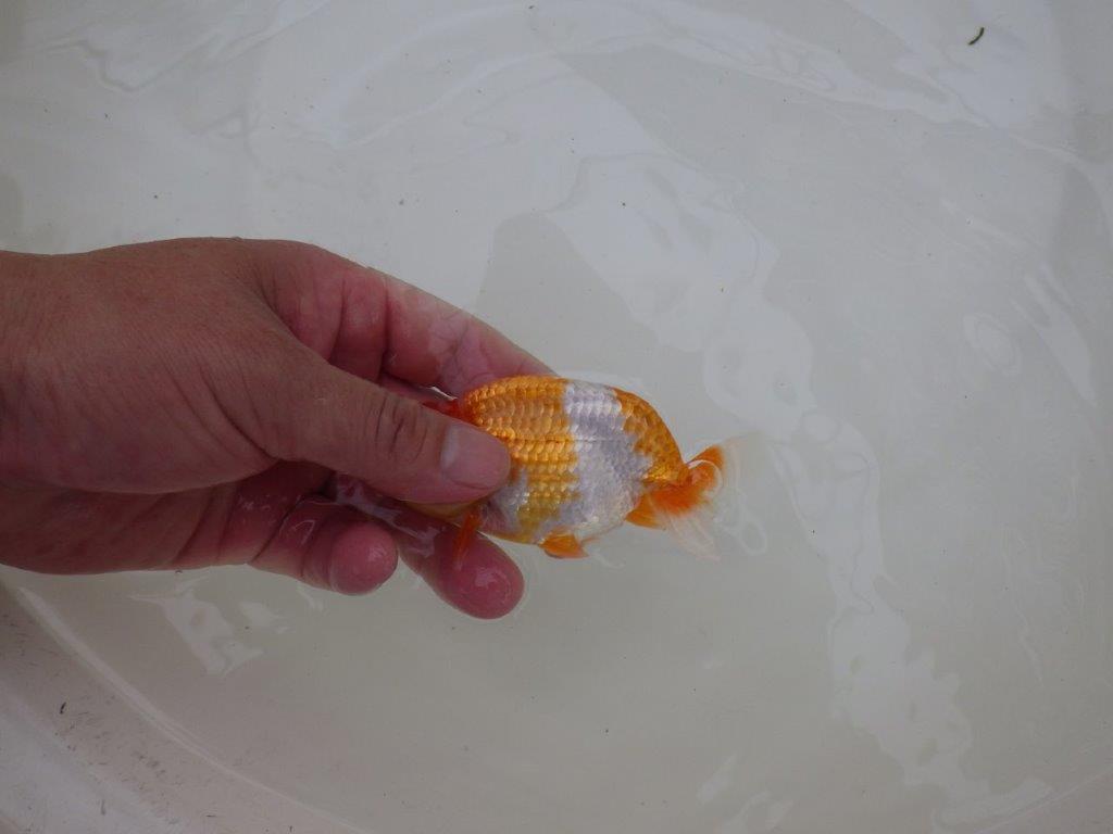 【お盆期間のセール価格・15日まで】東大関獲得ブリーダー 当歳らんちゅうB約11㎝