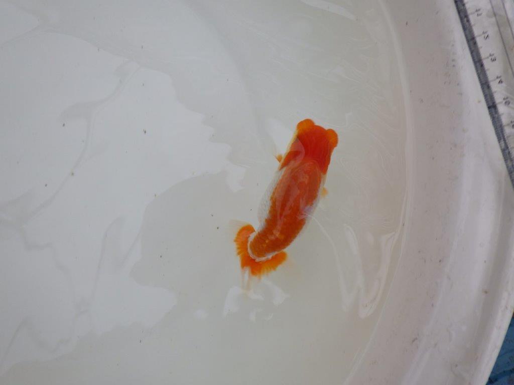 【お盆期間のセール価格・15日まで】東大関獲得ブリーダー 当歳らんちゅうE約11,5㎝