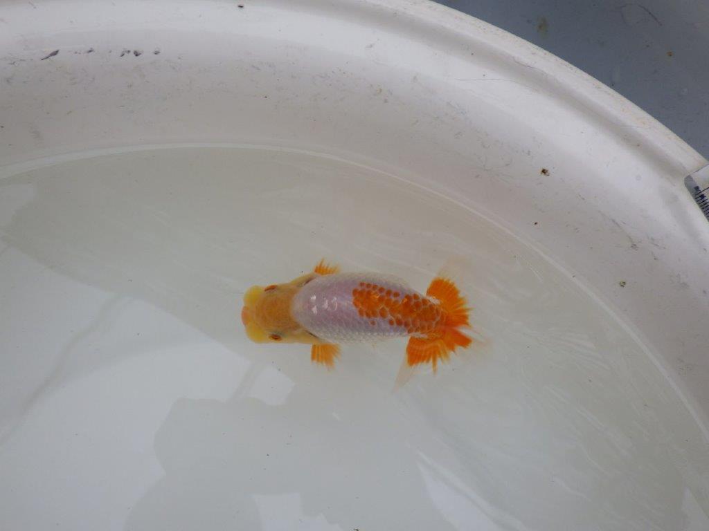 【お盆期間のセール価格・15日まで】東大関獲得ブリーダー 当歳らんちゅうF約11,5㎝