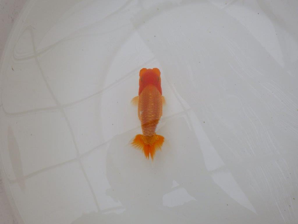 【お盆期間のセール価格・15日まで】東大関獲得ブリーダー 当歳らんちゅうH約12㎝