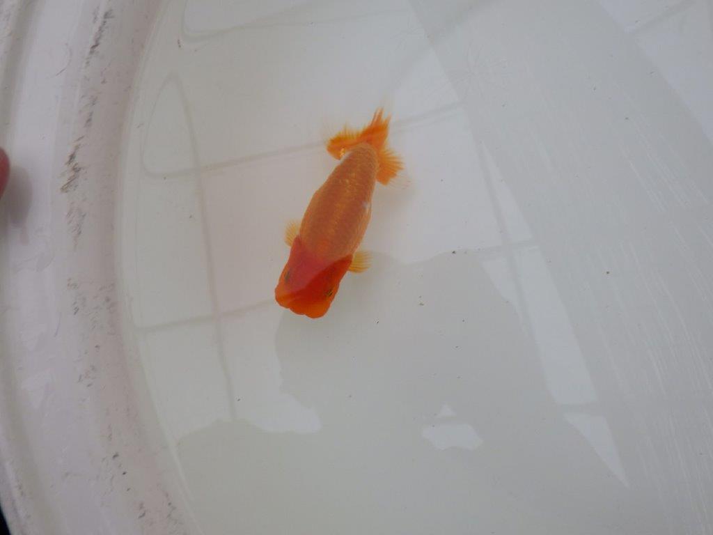 【お盆期間のセール価格・15日まで】東大関獲得ブリーダー 当歳らんちゅうH約12㎝