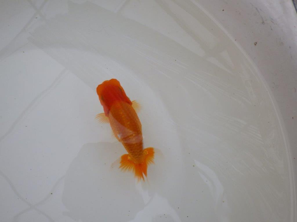 【お盆期間のセール価格・15日まで】東大関獲得ブリーダー 当歳らんちゅうH約12㎝