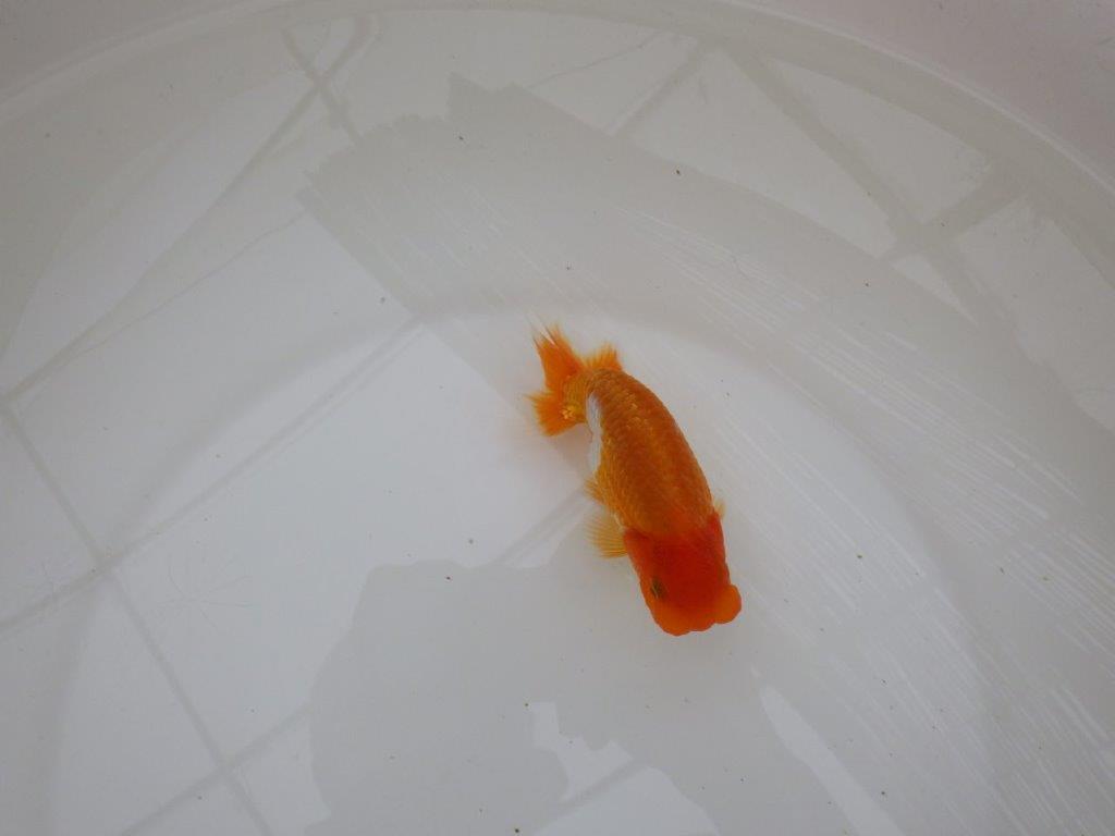 【お盆期間のセール価格・15日まで】東大関獲得ブリーダー 当歳らんちゅうH約12㎝