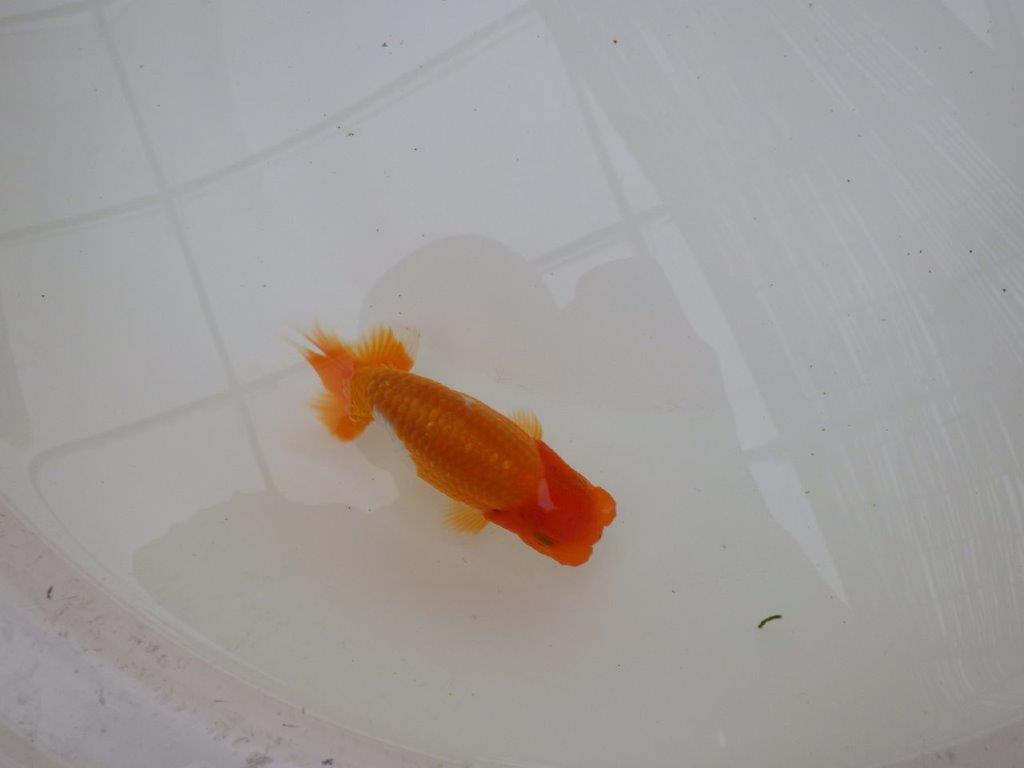 【お盆期間のセール価格・15日まで】東大関獲得ブリーダー 当歳らんちゅうH約12㎝