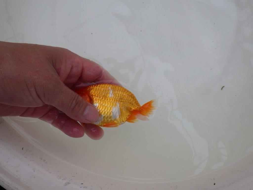 【お盆期間のセール価格・15日まで】東大関獲得ブリーダー 当歳らんちゅうH約12㎝