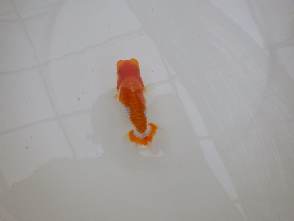 【東大関獲得ブリーダー】 当歳らんちゅうI約12㎝