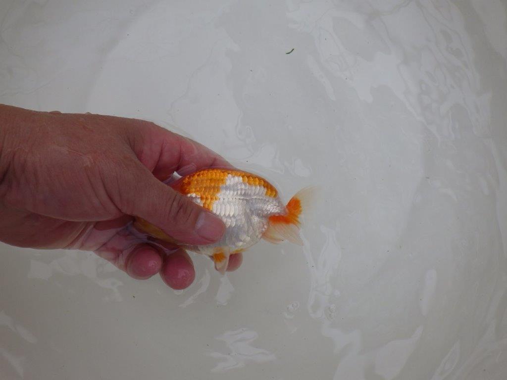 【東大関獲得ブリーダー】 当歳らんちゅうI約12㎝