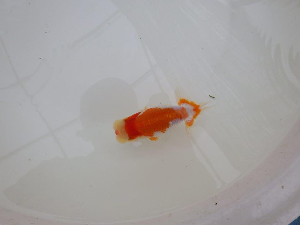 【お盆期間のセール価格・15日まで】東大関獲得ブリーダー 当歳らんちゅうJ約12㎝
