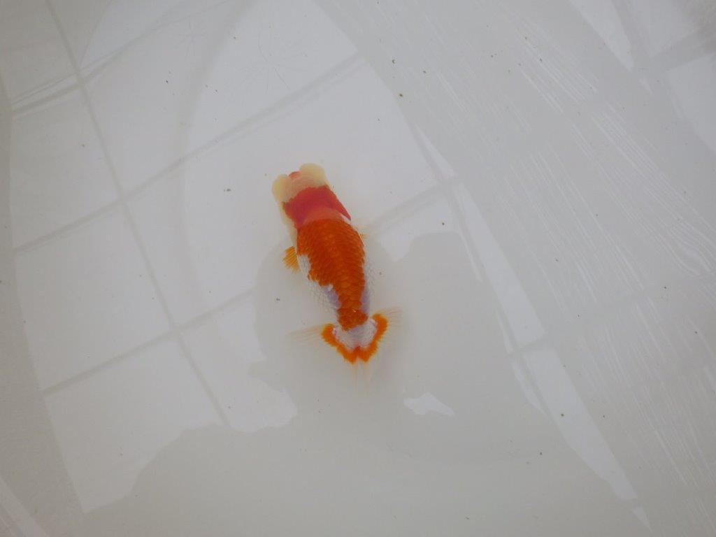 【お盆期間のセール価格・15日まで】東大関獲得ブリーダー 当歳らんちゅうJ約12㎝