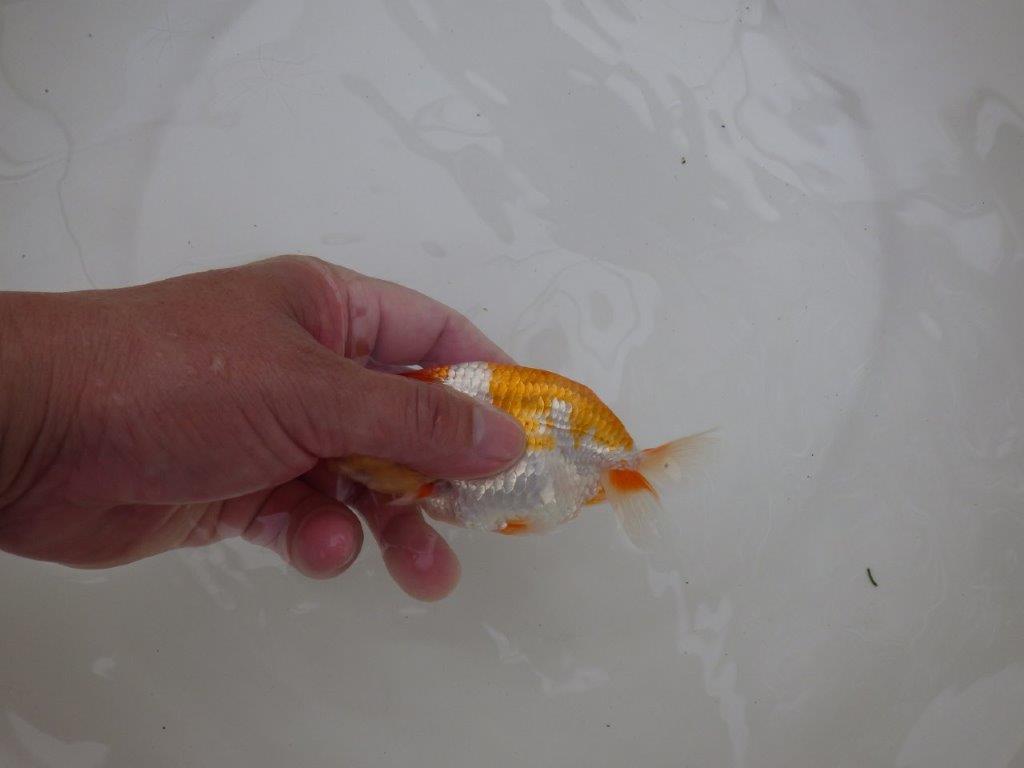 【東大関獲得ブリーダー】 当歳らんちゅうK約12㎝