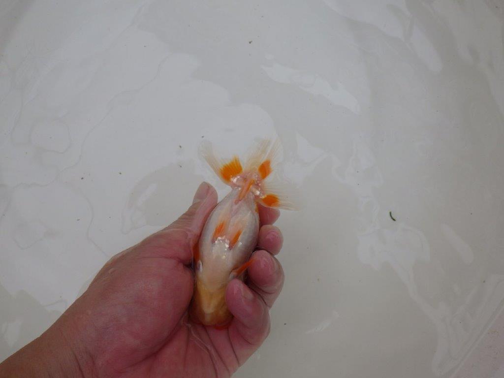 【東大関獲得ブリーダー】 当歳らんちゅうK約12㎝