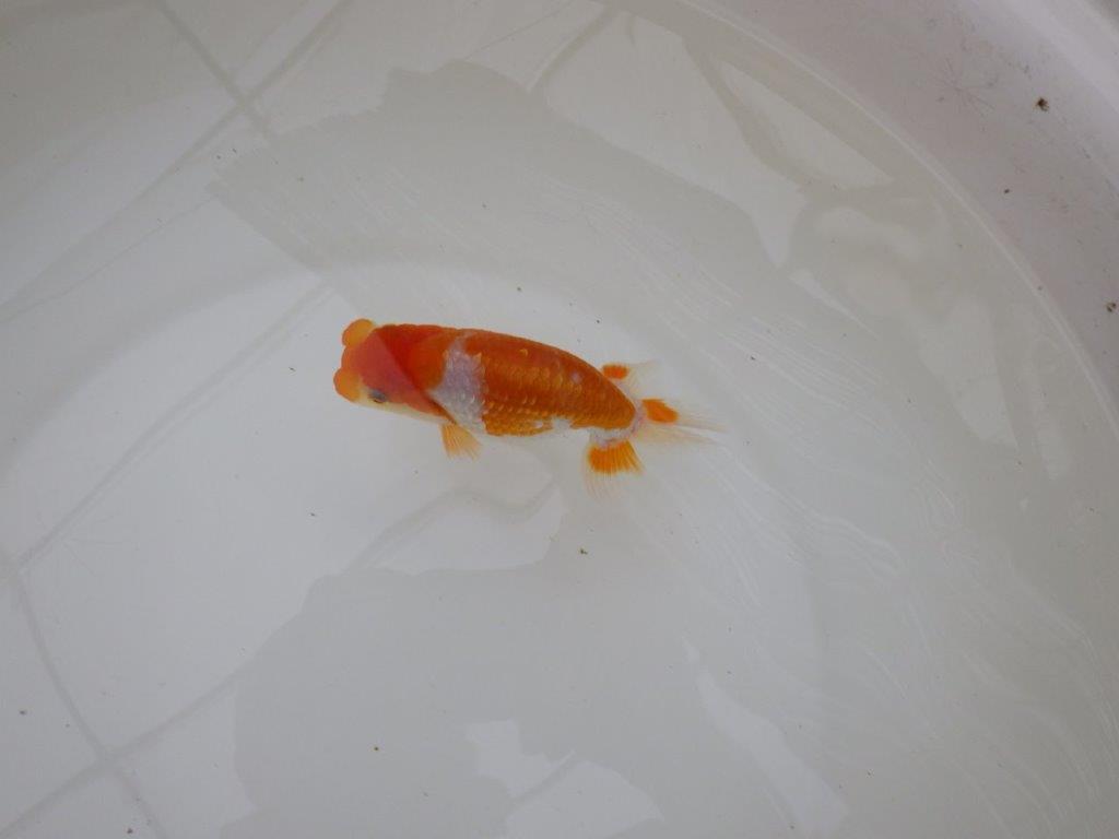 【東大関獲得ブリーダー】 当歳らんちゅうK約12㎝