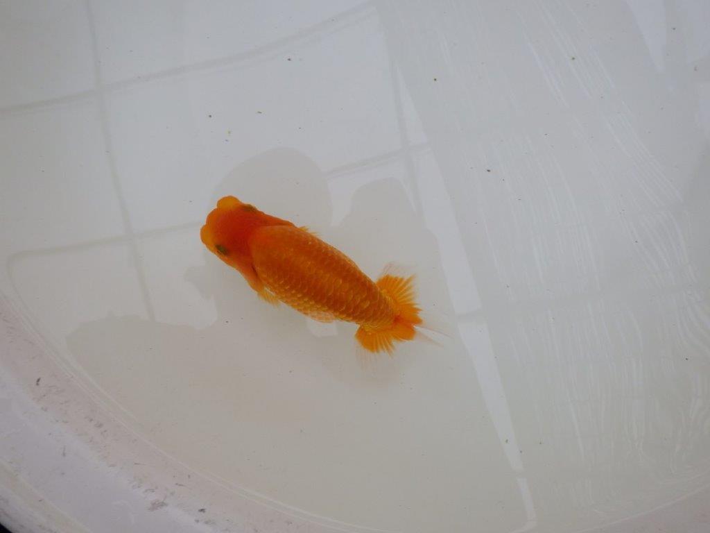 【東大関獲得ブリーダー】 当歳らんちゅうL約13㎝