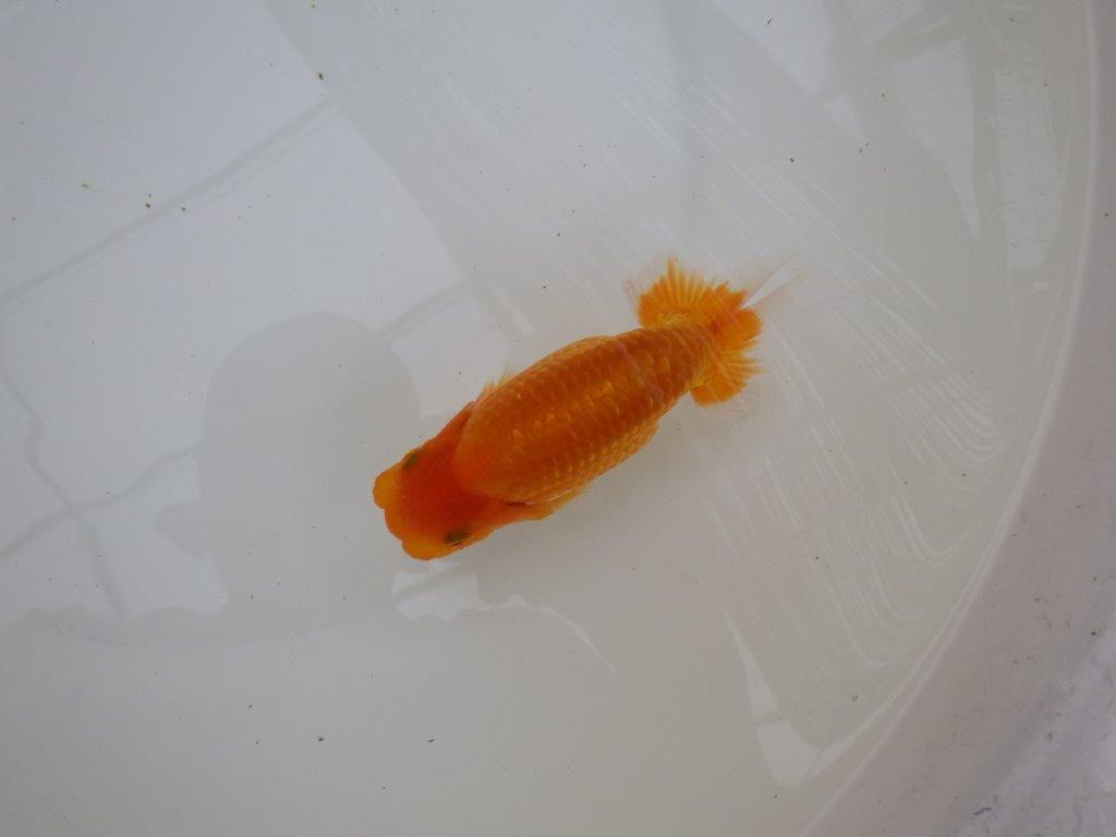 【東大関獲得ブリーダー】 当歳らんちゅうL約13㎝