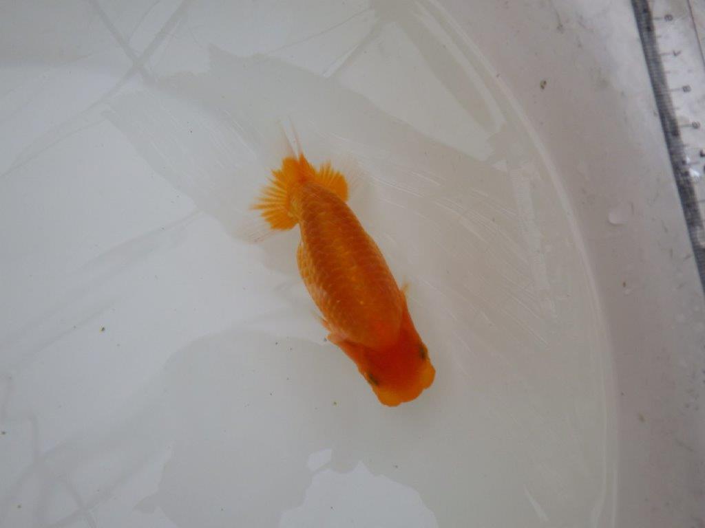 【東大関獲得ブリーダー】 当歳らんちゅうL約13㎝の上身