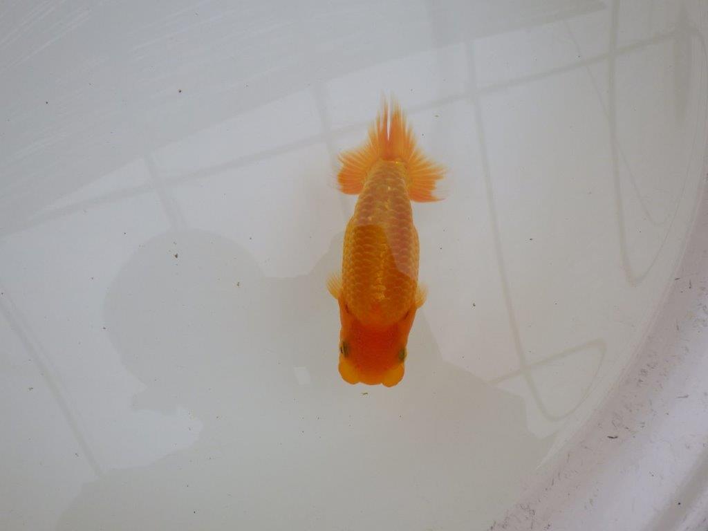 【東大関獲得ブリーダー】 当歳らんちゅうM約12,5㎝の上身